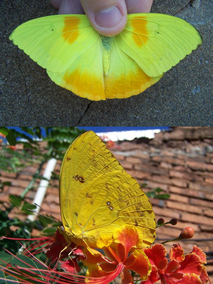 FIGURE 3e FIGURE 3e